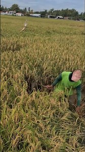 traditional farming with traditional methods that are still effective and easy #shorts