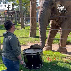 246K views · 4K reactions | Get ready to giggle and guffaw with the FUNNIEST Elephants!藍 | Try Not to Laugh | Facebook