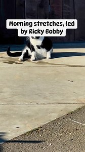 Join in for some morning stretches led by our instructor, RickyBobby. #zen #yogi #catsofinstagram | Funky Chicken