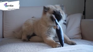 Watch Dog floppy fish toy, dog toys flippy fish, flopping fish toy on Amazon Live