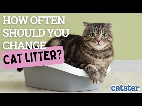 How Often Should I Change Cat Litter?