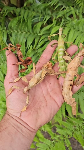 🌿🪲 Spiny (or McLeay’s) Stick Insects are masters of disguise! These incredible insects come in a range of colours — from bright greens and earthy browns to stunning mottled patterns — helping them blend perfectly with leaves and branches. 🌱 Each one is unique, showing just how amazing nature’s camouflage can be! 💚 #StickInsect #McLeaysStickInsect #SpinyStickInsect #InsectCamouflage #AustralianWildlife #NatureIsAmazing #BlackSnakeProductions #WildlifeEducation #InsectDiversity #ConservationEd