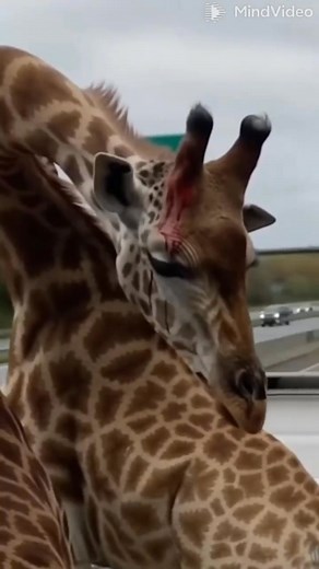 Real life or movie scene? #giraffe #viralvideo #highway #funnyanimals #wowmoment | JtP / ចេះតែផុស ២