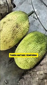 Breadfruit Wrapping Experiment! The Results Are Shocking