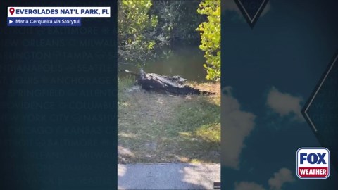 Watch: Crocodile goes head-to-head with alligator in Florida