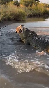 Crocodile vs Hyena, The Struggle at the Water’s Edge 🐊 #wildlife