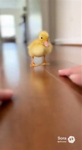 Duckling Imprinting in Action! You're My Mom Now! 🐥👣