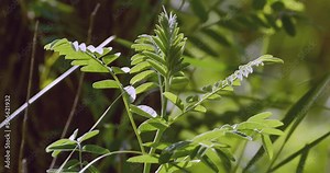 Astragalus trichopodus. End of spring. Morning. Kazakhstan, Zhetysu region. Cyclic timelapse.
