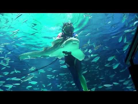 Sunshine Aquarium ゴジラ サンシャイン水族館 海馬 女性ダイバー