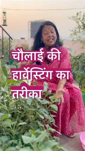 Itni Chaulai? 😱 Aap Believe Nahi Karenge! Terrace Grow Bag Mein #viral #shortsviral