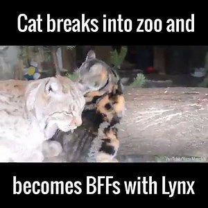 2.6K views · 169 reactions | Besties | Sassy Cat | Facebook