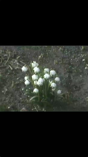 Exploring VHS Horror Vibes with JVC Camera