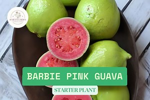 Barbie Pink Guava Tree | Psidium Guajava Live Plant 3–8” | Tropical Fruit Tree in Pot Ready to Grow - Etsy