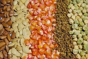 24 Seeds for Preppers to Stockpile