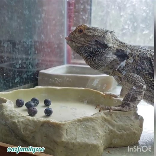 Ona the bearded dragon loves blueberries!