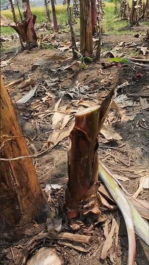 Banana intercalation management #banana #plants #care