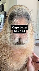One common question we get when it comes to capybara vocalizations is “what does that sound mean?” Cheesecake makes these lower chittering sounds VERY frequently. She essentially never stops 😂 These are a general contentment and social sound. She makes this noise while interacting with Pumpkin or Stevie, while being groomed/scratched, and while exploring new places! The higher squeak sound is more of a social “call.” A bit of a “here I am, where are you” type of noise. She makes this loudly and