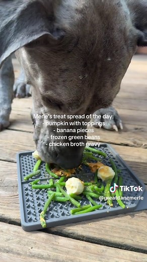 Nutritious Meals for Merle the Great Dane