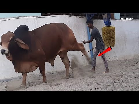 Deadliest Bull Attack On Human | Bull Fighting festival 2021