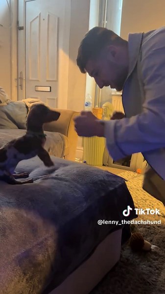 Miniature Dachshund Puppy Sparring Play: Cute 2kg Puppy Boxing