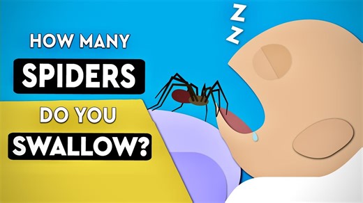 Humans do not swallow eight spiders a year in sleep