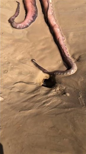 A Remarkable Natural Sight as an Octopus Emerges from the Mud #machine