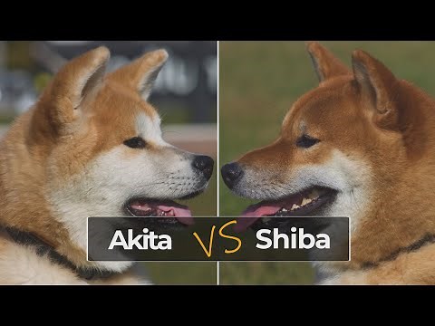 Shiba Inu vs Akita Inu: What are the Main Differences?