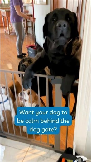 Want your dog to be calm behind your dog gate? #dogtraining #dogtrainingtips