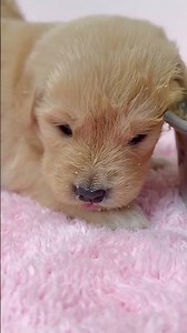Morning Time Puppies Eating Food 🐶🍽️ | Cute Puppies Breakfast Time #shorts