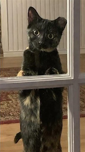 🐈 Meet Mama Bear, Poppa Bear, and Baby Bear! 🐾