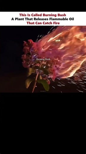 The plant still remains unharmed #physics #scienceexplained