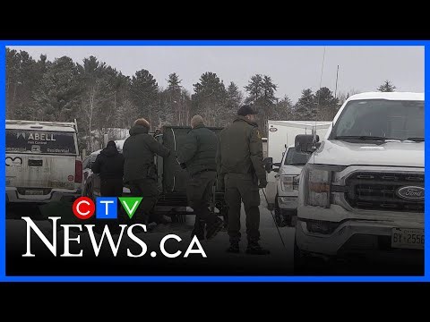 Province seizes 15 hybrid wolf-dogs from northern Ont. property