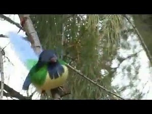 Shrek Live Action Remake