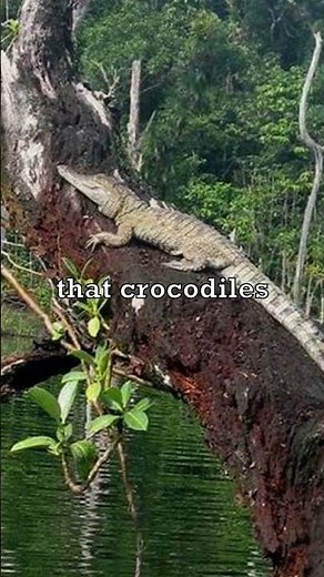 Crocodiles Can Climb Trees?! 🐊