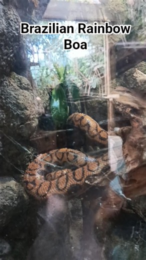 Brazilian Rainbow Boa Mesker Park Zoo #snake #Boa #zoo #meskerparkzoo #zooculture #zooday #zoolife