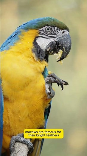 The Genius Parrot: Meet Alex the Talking Macaw! 🦜💡 #Shorts