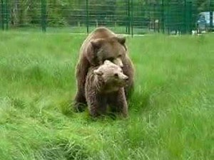 bear mating