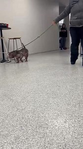 Animal Charity of Ohio on Reels
