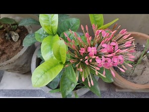 How To Grow & Care Ixora Plant in Pots - Ixora Plant Care / The Right Gardening