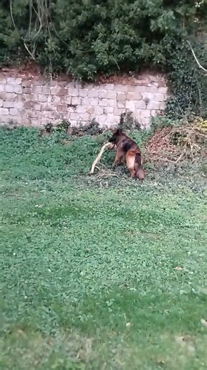 Romy et milo | Les aventures de MODJO