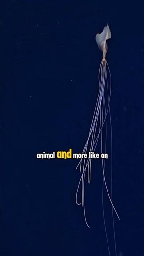 The Ghost Puppet of the Abyss (Rare Footage)