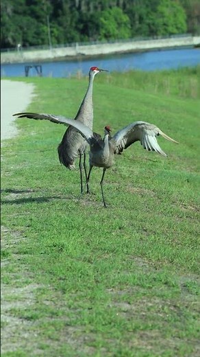 Smooth Moves! Do you know why sandhill cranes dance?
