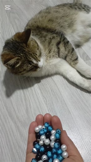 Satisfying Cat & Objects ASMR. reverse 🐾◀️#cat #relaxing #colorful #shortvideo