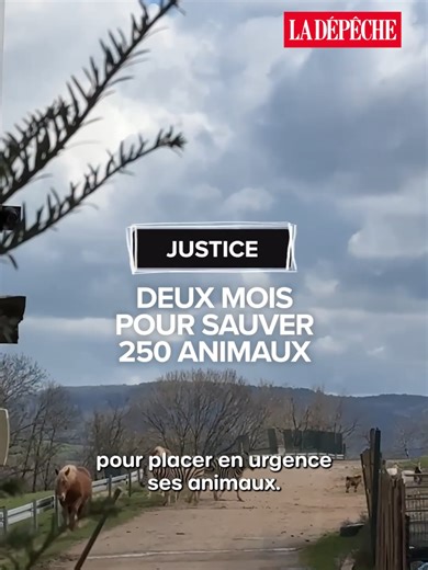 Loups, singes, lions... Le propriétaire du zoo des 3 Vallées dans le Tarn a deux mois pour placer ses 250 animaux. La justice évoque des conditions de fonctionnement fragiles et des risques d’évasion. Le parc, fermé depuis plusieurs années, ne rouvrira plus. #zoo #animaux #protection #tarn #justice