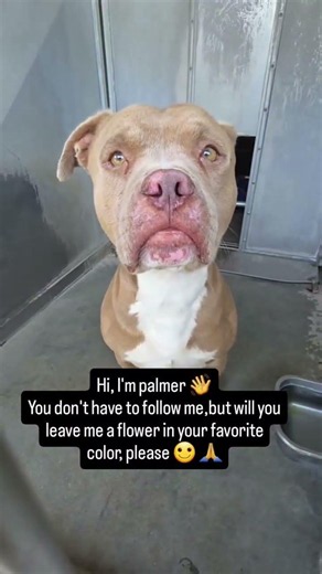 🚨 PALMER SCHEDULED FOR EUTHANASIA TODAY JUNE 🚨#usa #canada #uk #germany