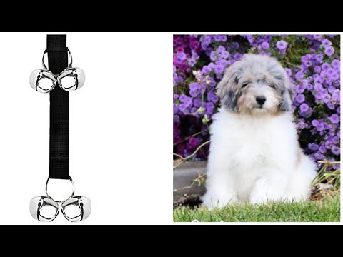 How to Potty Train Your Dog Quickly Using a bell. 3 Easy Steps!! Featuring Crush the Bernedoodle