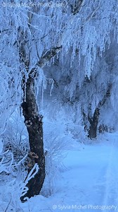 68K views · 10K reactions | The magical winter forest in Switzerland Video Sylvia Michel Photography On the way home, I saw these icy trees and had to go there. Nature shows us so many little wonders but often we don't have eyes for them. Let's learn to see them again. | Sylvia Michel Photography | Facebook