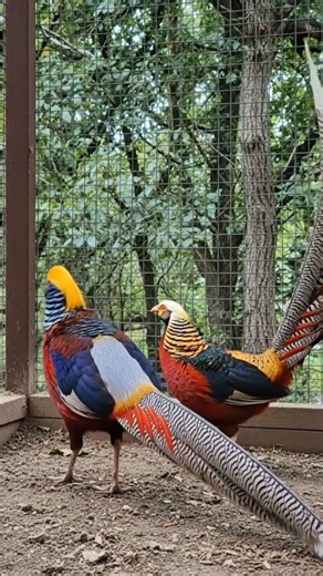 #poule #nature #brahma #oeuf #coq #ferme #chicken #poultry #rooster #aviculture #pheasant #usa #typ