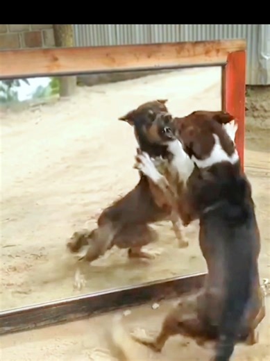 He Thought It Was a Rival 😂 #creatorsearchinsights | animals sneezing