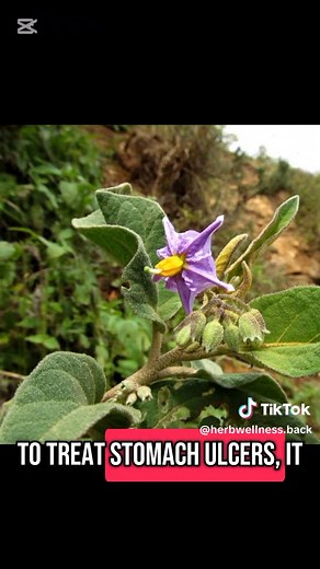 Solanum Incanum: Natural Relief for Sore Throat and Toothache